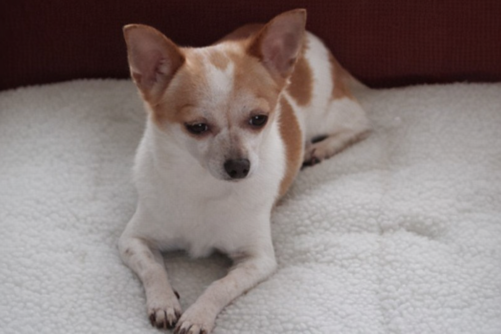 copilot 20260305 110444